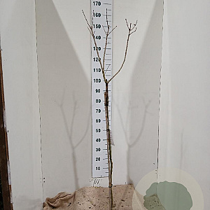 Syringa v. 'Michel Buchner' 100 cm stam 5,0L