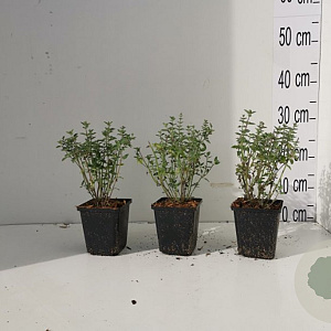 Nepeta 'Walker's Low' GM P9