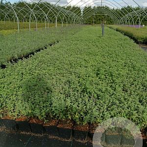 Nepeta 'Walker's Low' GM P9