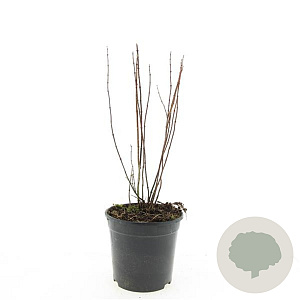 Philadelphus 'Manteau d'Hermine' GM C1.3