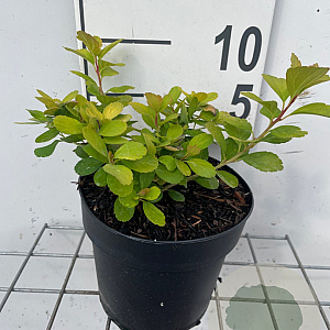 Spiraea betulifolia 'Tor Gold' GM C1.3
