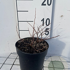 Spiraea betulifolia 'Tor Gold' GM C1.3