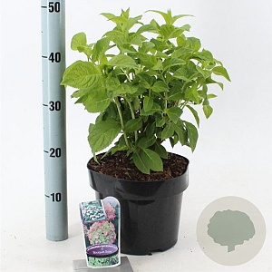 Hydrangea m. 'Bouquet Rose' 40-50 cm 5,0L