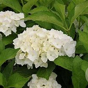 Hydrangea m. 'Mad. Emile Mouillère' 30-35 cm 2,5L