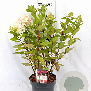 Hydrangea pan. Bonfire 40-60 cm 5,0L