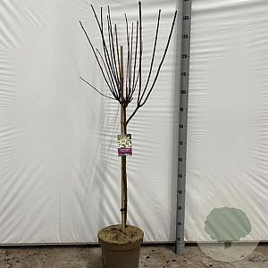 Hydrangea pan. 'Kyushu' 60 cm stam 7,5L