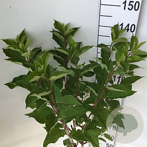 Hydrangea pan. 'Phantom' 60 cm stam 7,5L