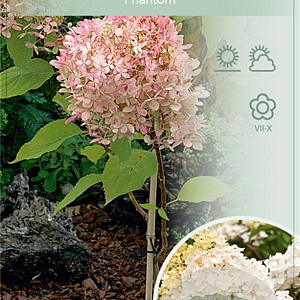 Hydrangea pan. 'Phantom' 60 cm stam 7,5L