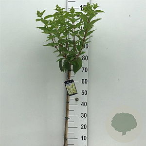 Hydrangea pan. Skyfall 60 cm stam 5,0L