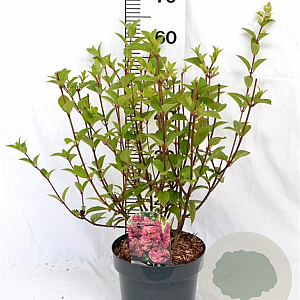 Hydrangea pan. Sundae Fraise 40-60 cm 5,0L