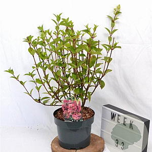 Hydrangea pan. Sundae Fraise 40-60 cm 5,0L