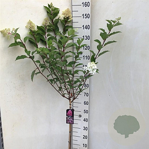 Hydrangea pan. Vanille-Fraise 70 cm stam 7,5L