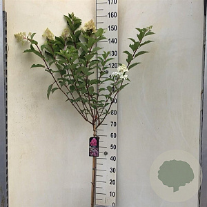 Hydrangea pan. Vanille-Fraise 70 cm stam 7,5L