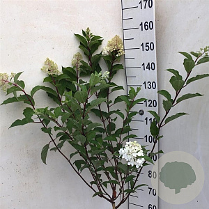 Hydrangea pan. Vanille-Fraise 70 cm stam 7,5L