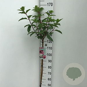 Hydrangea pan. Vanille-Fraise 120 cm stam 7,5L