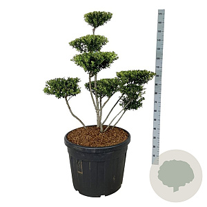 Ilex crenata 'Green Hedge' 100-125 cm cont. 90L bonsai