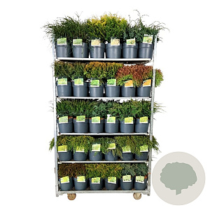 Mixlaag coniferen 50-60 cm 4,5L