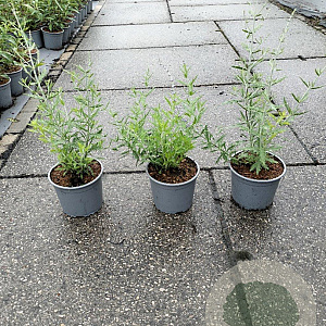 Perovskia 'Blue Spire' 20-30 cm 2,0L