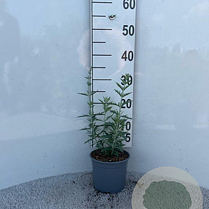 Perovskia 'Blue Spire' 20-30 cm 2,0L