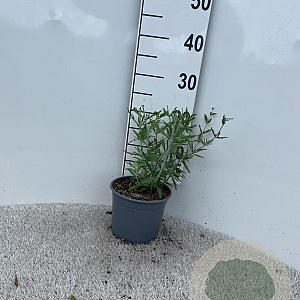 Perovskia 'Blue Spire' 20-30 cm 2,0L