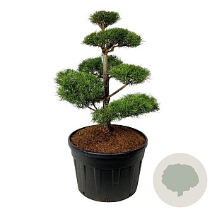 Pinus sylvestris 100-125 cm cont. 230L bonsai