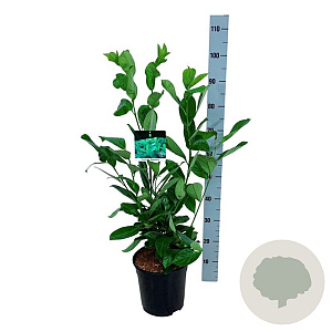 Prunus I. 'Rotundifolia' 60-80 cm 6L