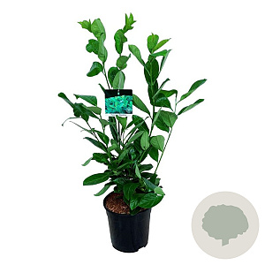 Prunus I. 'Rotundifolia' 60-80 cm 6L