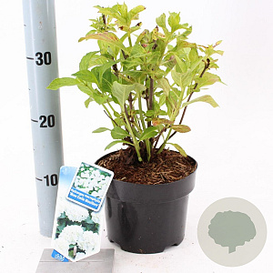 Hydrangea m. 'Mad. Emile Mouillère' 20-25 cm 2,0L