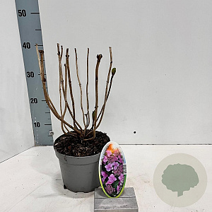 Hydrangea m. 'Mariesii Perfecta' 20-25 cm 2,0L