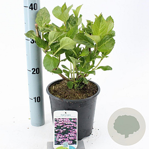 Hydrangea m. 'Mariesii Perfecta' 20-25 cm 2,0L