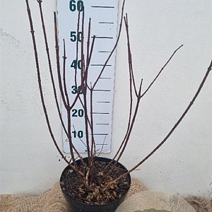 Hydrangea pan. 'Wim's Red' 60-80 cm 7,5L