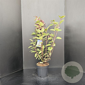 Hydrangea pan. 'Wim's Red' 60-80 cm 7,5L