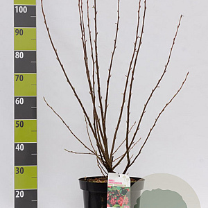 Ribes sang. 'King Edward VII' 100-125 cm 12L