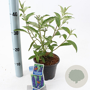 Buddleja d. 'Empire Blue' 30-40 cm 2,0L