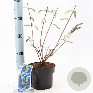 Buddleja d. 'Empire Blue' 30-40 cm 2,0L