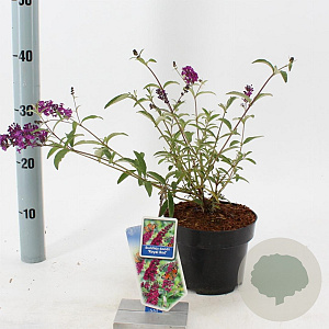Buddleja d. 'Royal Red' 30-40 cm 2,0L