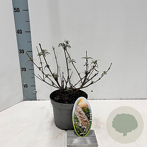 Buddleja d. 'White Profusion' 30-40 cm 2,0L