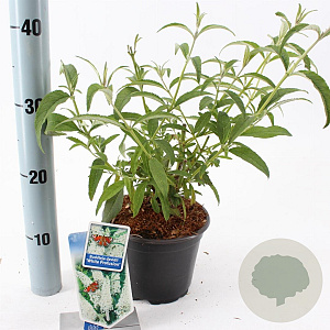 Buddleja d. 'White Profusion' 30-40 cm 2,0L
