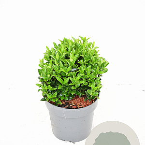 Euonymus jap. 'Green Spire' GM 3,0L bol