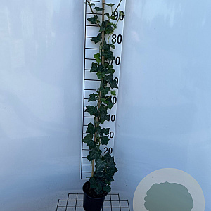 Hedera hibernica 80-100 cm C1.5 met stok