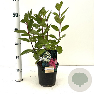 Hydrangea pan. 'Pink Diamond' 40-50 cm 2,5L