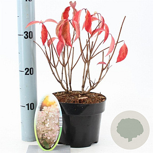 Hydrangea pan. 'Phantom' 30-40 cm 2,0L