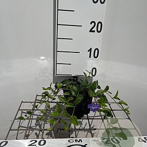 Vinca minor GM P9