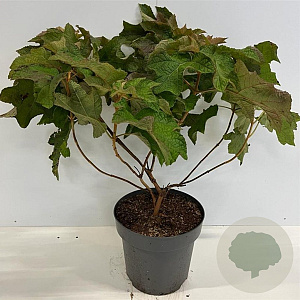 Hydrangea quercifolia 40-60 cm 12L
