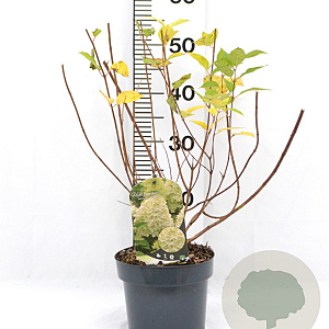 Hydrangea pan. 'Limelight' 40-50 cm 5,0L