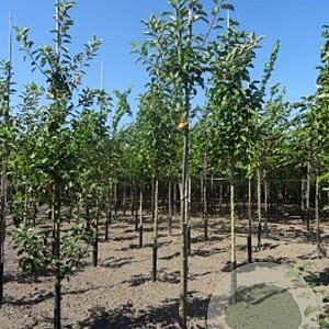 Malus d. 'Elstar' 12-14 HO draadkluit