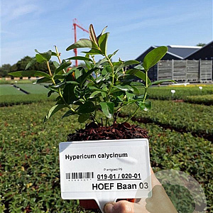Hypericum calycinum plantgoed P9
