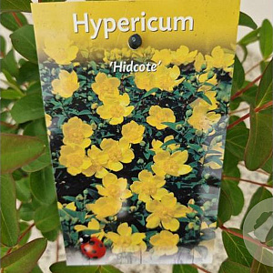 Hypericum 'Hidcote' 30-35 cm 2,5L