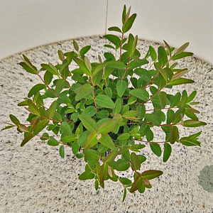 Hypericum 'Hidcote' 30-35 cm 2,5L