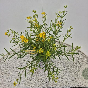 Hypericum kalmianum 'Gemo' 30-40 cm 2,5L